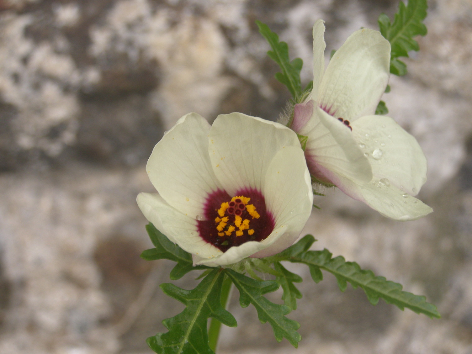 Hibiscus trionum